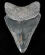 Serrated, Grey Bone Valley Megalodon Tooth #21564-1